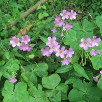 Oxalis debilis Kunth